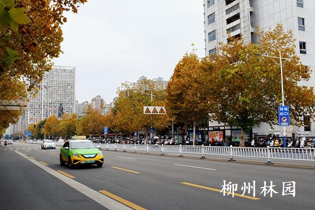 柳州街头梧桐进入最佳观赏期