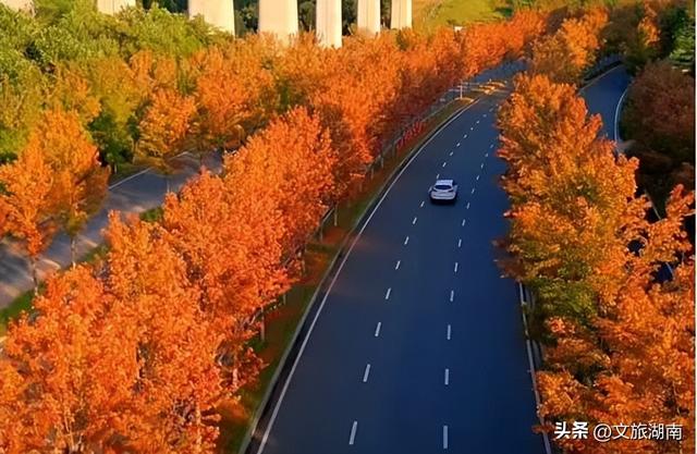 好想把自己扔进湖南这片秋景里