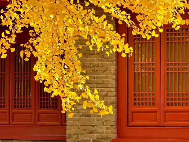 @临沂市民 银杏树已到最佳观赏期，速来！