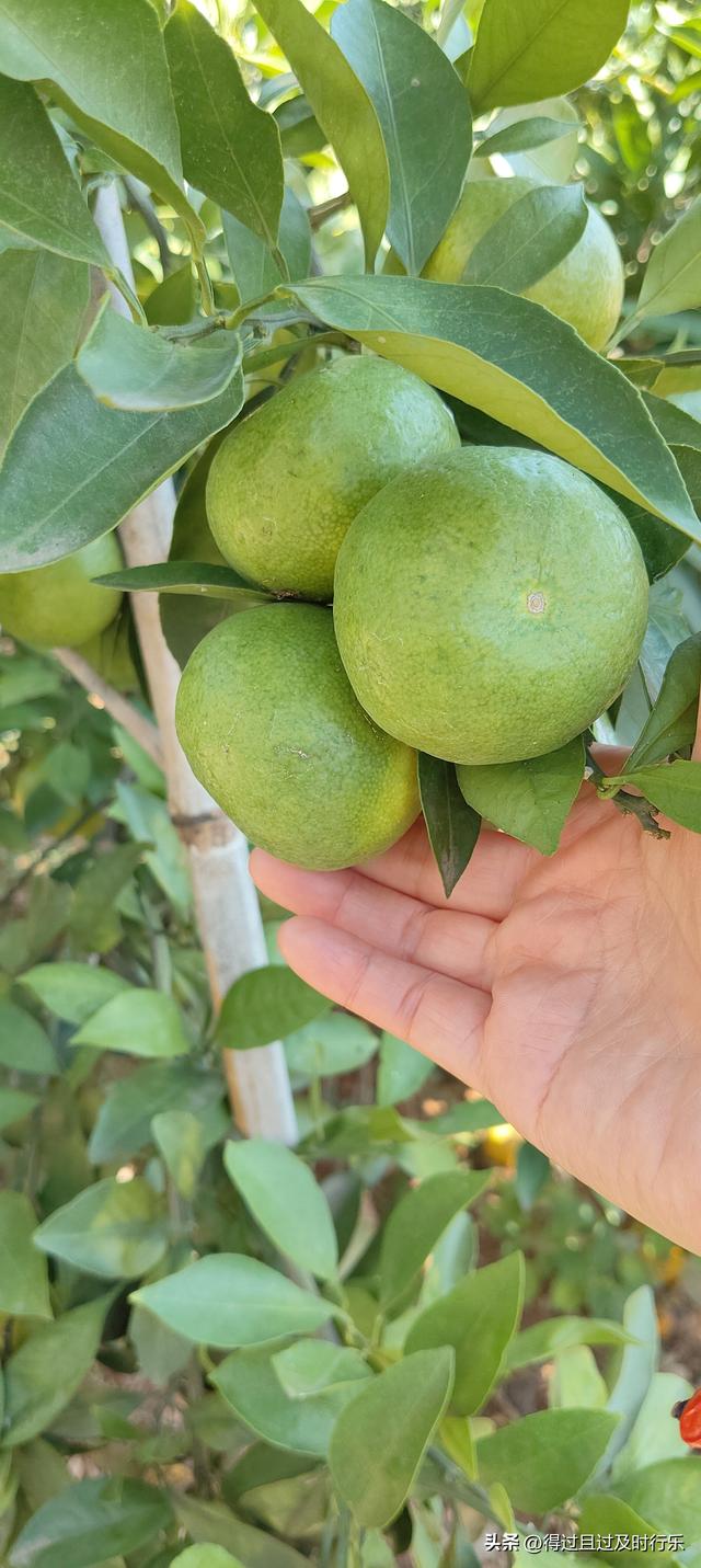 品味鄱阳湖大闸蟹，感受秋天的鲜美