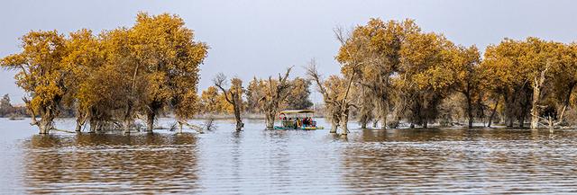 新疆沙雅：金秋邂逅“醉”美胡杨 470万亩金色林海迎观赏佳期