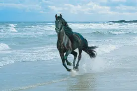 最精彩的6首“咏马诗”，古人对马的喜爱超出你的想象图片