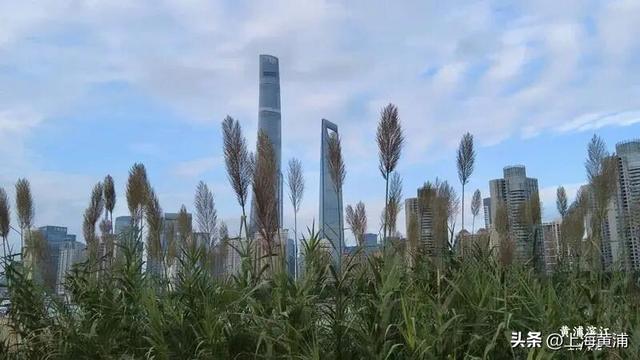 黄浦的秋：色彩与诗意“交响”