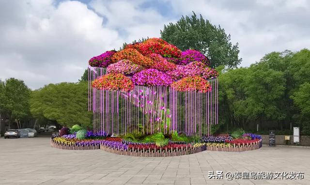 山海关长城金秋菊展即将启幕,精彩抢先看!