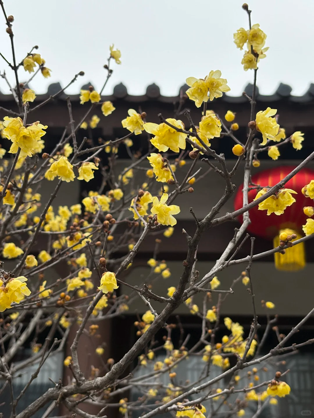 花开有时・四季有诗 | 冬享沂蒙过大年，临沂腊梅邀你赴一场暗香之约