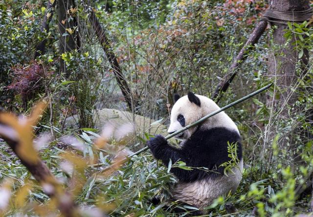 成都必去十大景点排行榜，这才是成都最值得去的10个景点，收好！