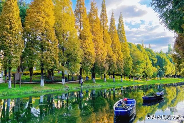 美！美美美！昆明超全水杉打卡地来袭！保姆级攻略快收藏，周末一定要冲~