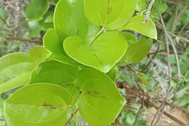 俗称“湿气之王”，在山坡上就有，儿时常摘野果吃，你们可吃过？图片