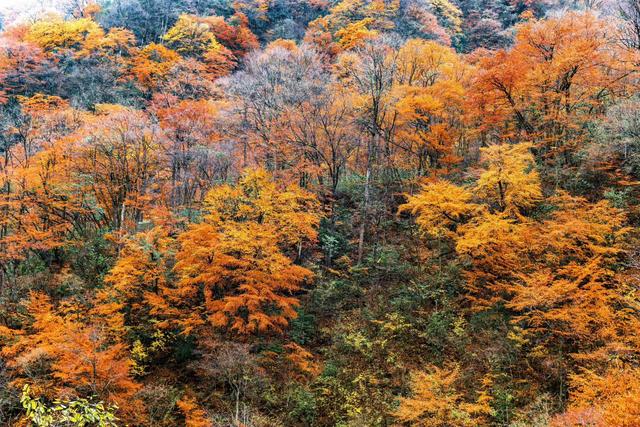 雾锁龙头山，秋染万重山