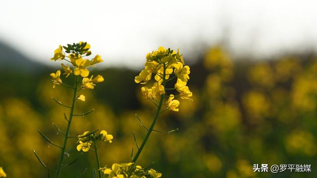 寒意未退“春”先到 罗平油菜花初绽放