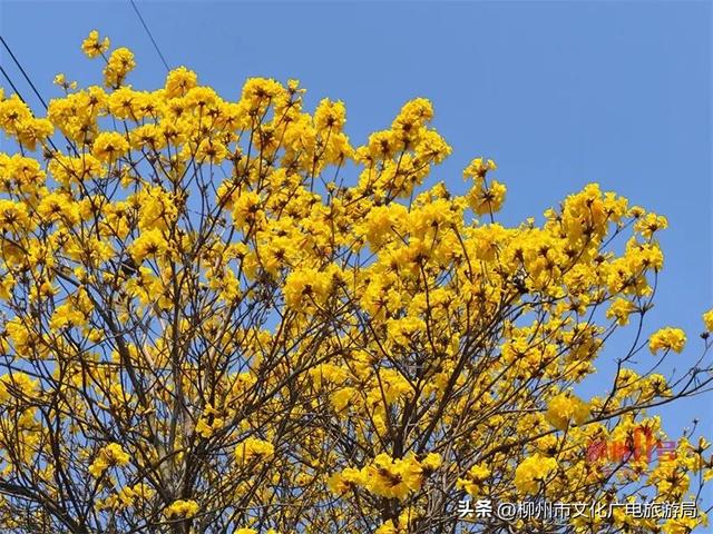 满城缤纷！蟠龙路、西堤路……柳州这些地方太好拍！春日赏花地图出炉