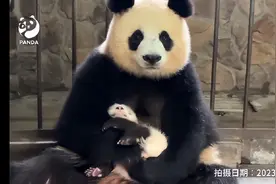 小狗陈园润终于亮相啦，无论从哪只熊猫入坑，最后都会爱上陈园润图片