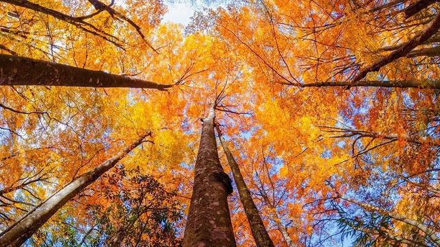 从博主镜头到人民日报！旺苍盐井峡红叶火了！