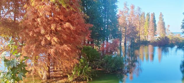 鲸鱼湾旁滇池边，水杉红透冬日水境