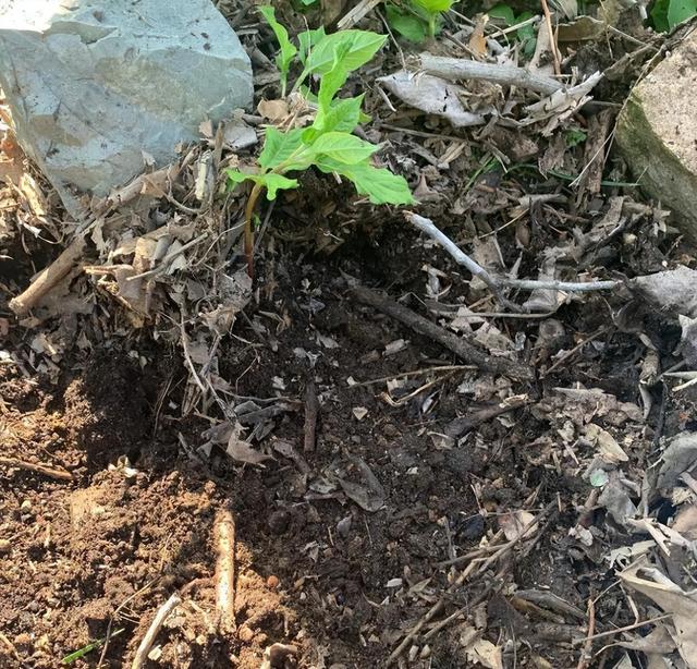 1株就犯法！四川女游客采一把“手参”，被阻拦后说很多人都在摘