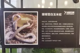 “讨论一下如何说服爸妈买蛇吧？”蛇年即将来临，宠物蛇迎来销售热潮！图片