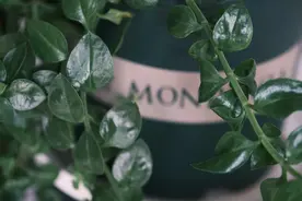 夸女人漂亮的15条唯美句子，赶紧来学学吧图片