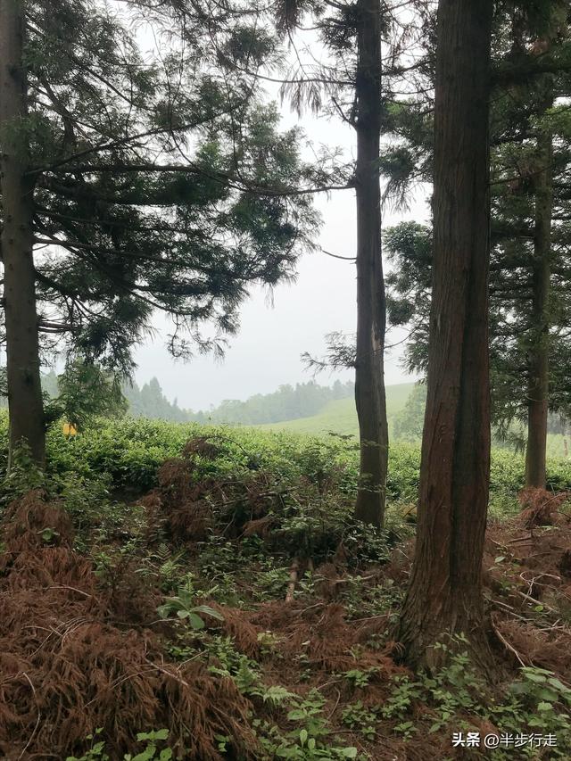 湖南国有林场：石门县白云山林场风光欣赏！