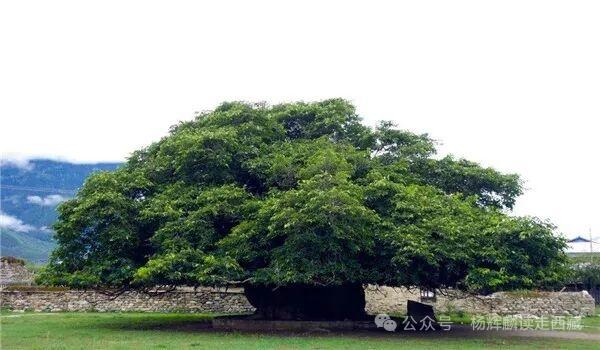 林芝，有一棵大柏树还有一株大桑树，风景迷人