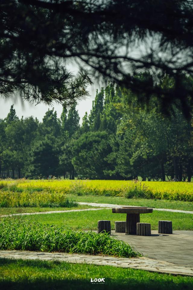 绝对不可以,错过这片金秋稻田