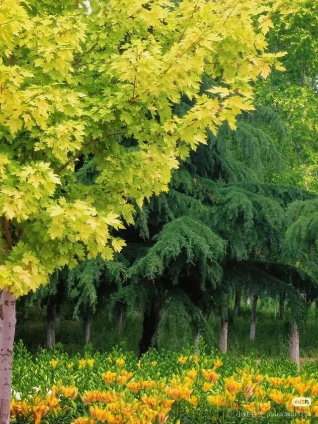 解锁宝藏标地、花植印章和惊喜福利！来花乡，开启秋日的City Walk——