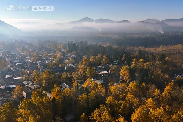 11月的云南腾冲,3000株银杏迎来黄金观赏期,美成人间仙境!