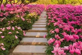 西安地铁3号线直达芍药花海公园，这是我见过最大的一片，免费图片