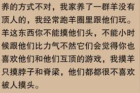 羊为何没当宠物，网友：“意外原因让人惊讶！”图片
