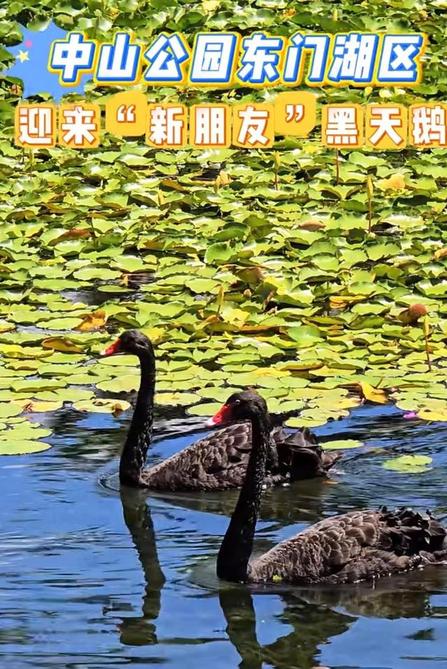 厦门可以看到黑天鹅的几个地点分享：厦大芙蓉湖，五缘湾，园博苑