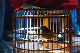 画眉鸟打斗训练之谜图片