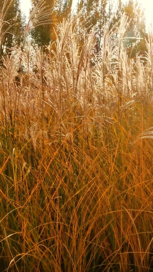 初冬，暖阳斜照时，这里仍有几分秋色——