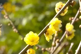 鲜花四季不败！冬天就到昆明赏腊梅图片
