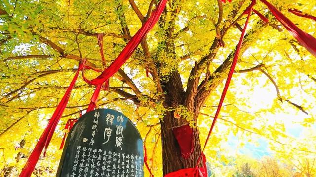 赏秋正当时!自驾来汉中,赴一场秋日视觉盛宴~