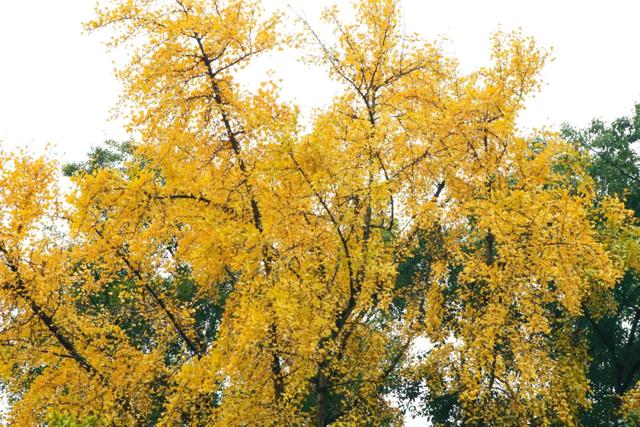 好看！好拍！郫都银杏打卡攻略→