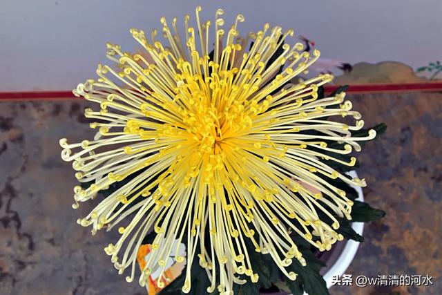 菊花是秋天里绝美的画卷