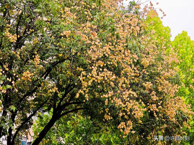 许昌人，周末赶紧出门观赏！再晚就来不及了……