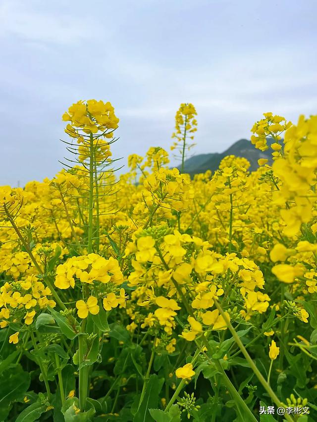 散文·汉中四月,油菜金黄·