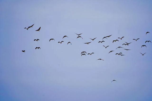 冬崃｜在泉水湖湿地公园，收藏整个冬天的浪漫与生机~
