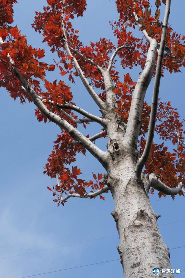 刷屏预警！江都这条红枫大道藏不住了，美到窒息！