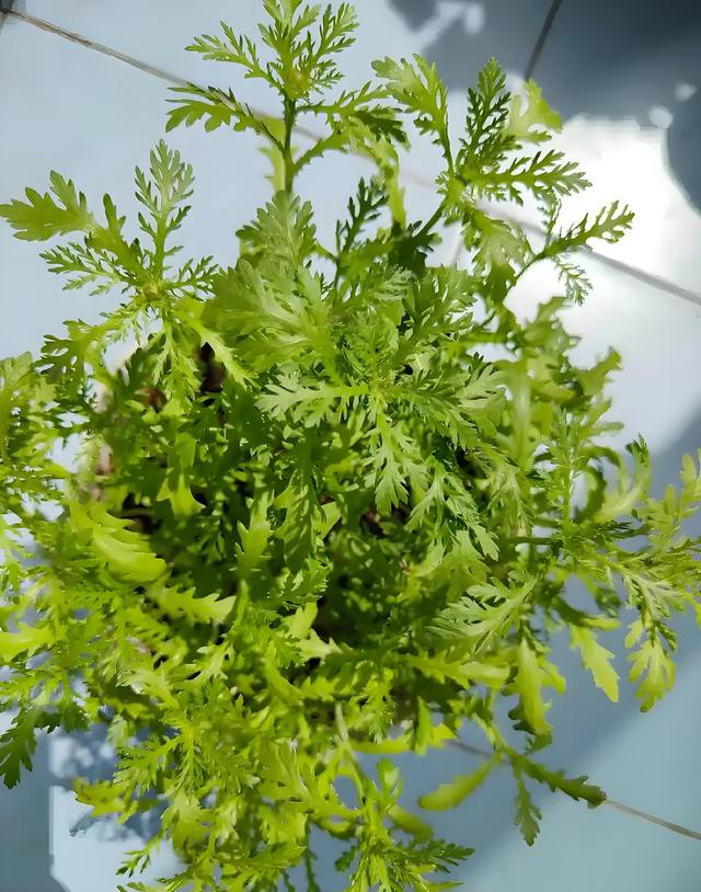 阳台种菜总翻车？种茼蒿！“2勤1懒”搞定，新手也能吃满3茬