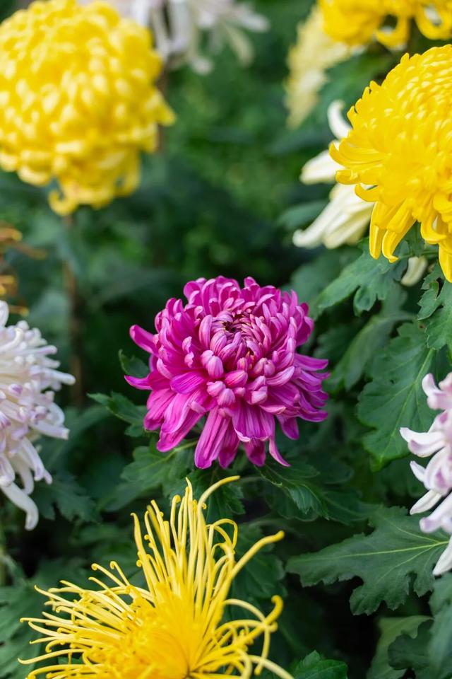 来汉口 逛江汉 | 已开幕，持续一个月！金秋菊展赏玩攻略来了