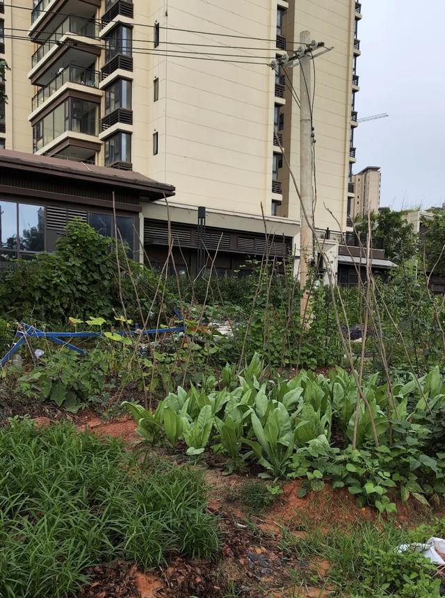 五象湖「最强景观」火了，公告成了废纸