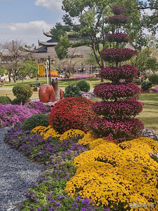 五绝.上方山菊展即景