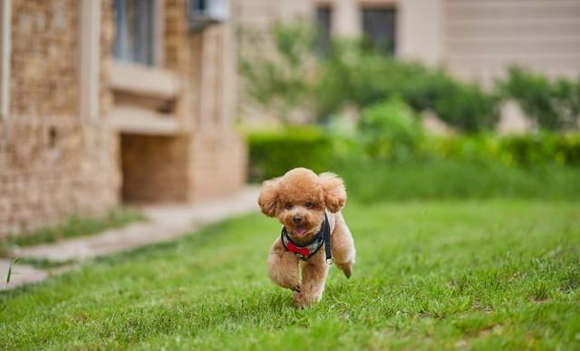 家养宠物狗十大排行榜，你家爱犬上榜了吗？萌翻了！