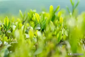 10个最不像成语的成语，难倒了90%的中国人图片