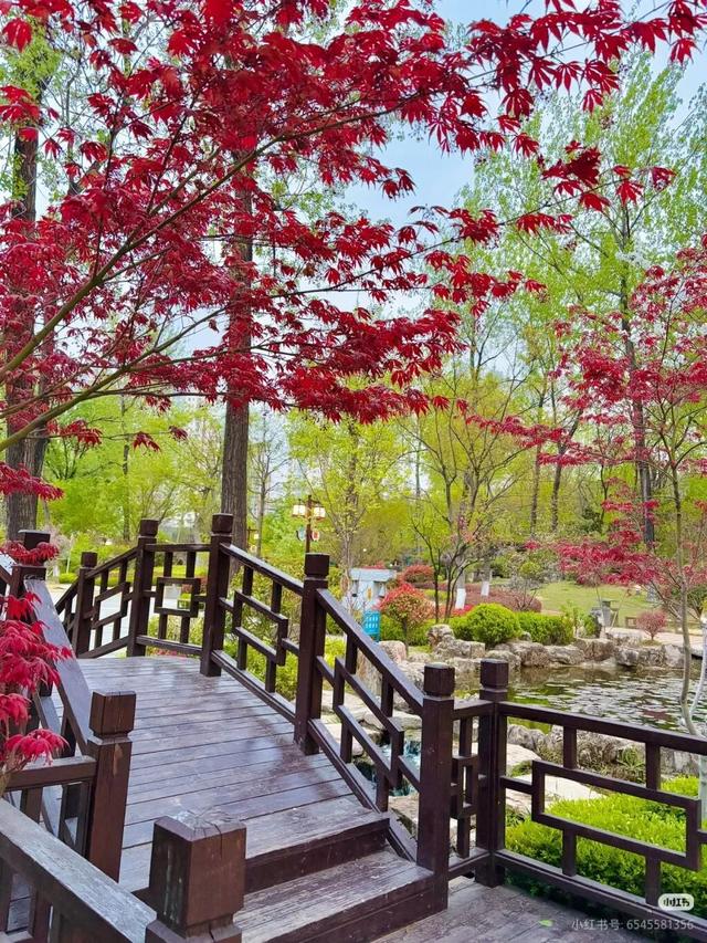 临沂这抹红，醉了秋日山水