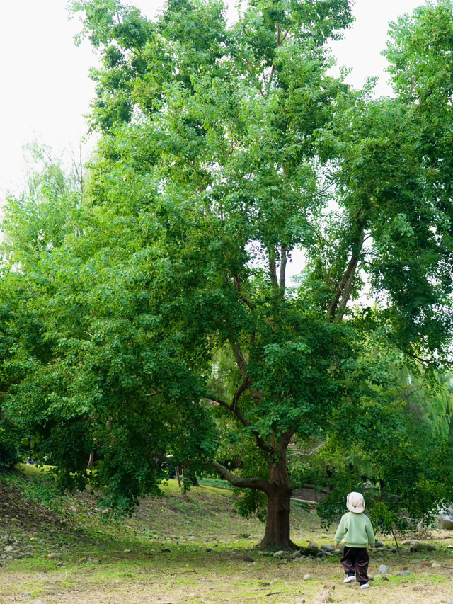 成都这个公园胜过绕城绿道，含氧量达100%，地铁3号线直达！