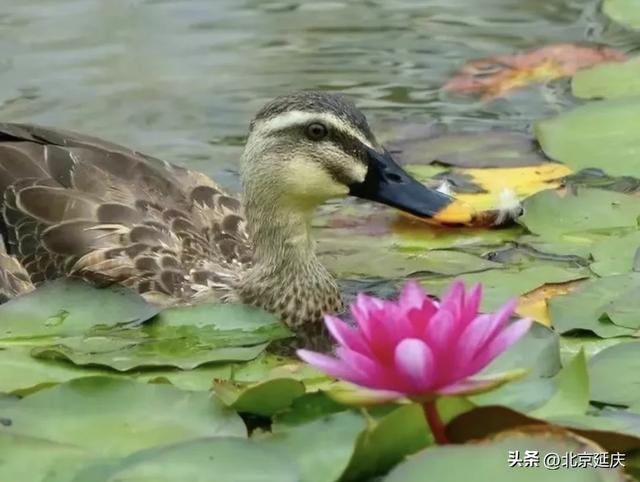 绝美!延庆的“夏与荷”——