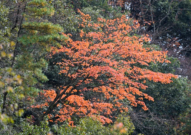 绝美秋天！重阳节广元唐家河红叶美得让人窒息，别错过哦！