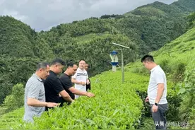 月光红：茶韵“崇高”香天生图片